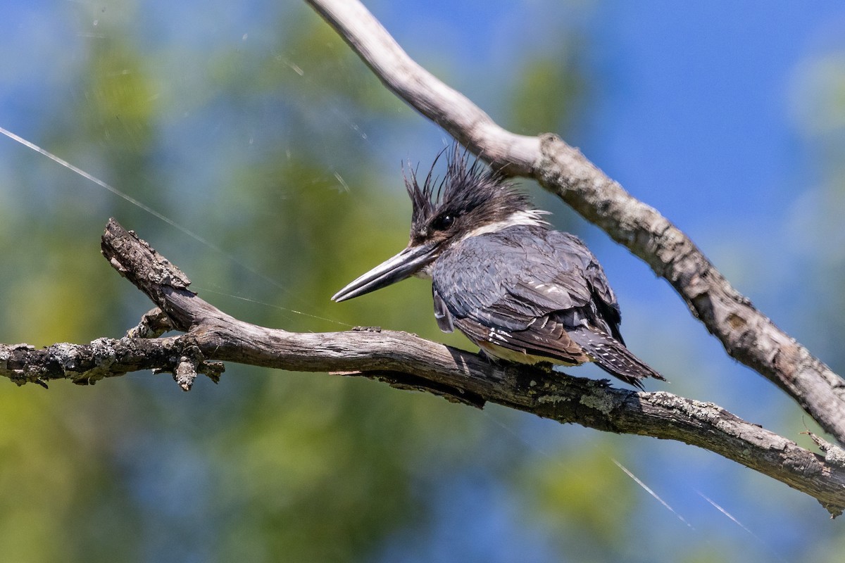 Belted Kingfisher - ML620925040