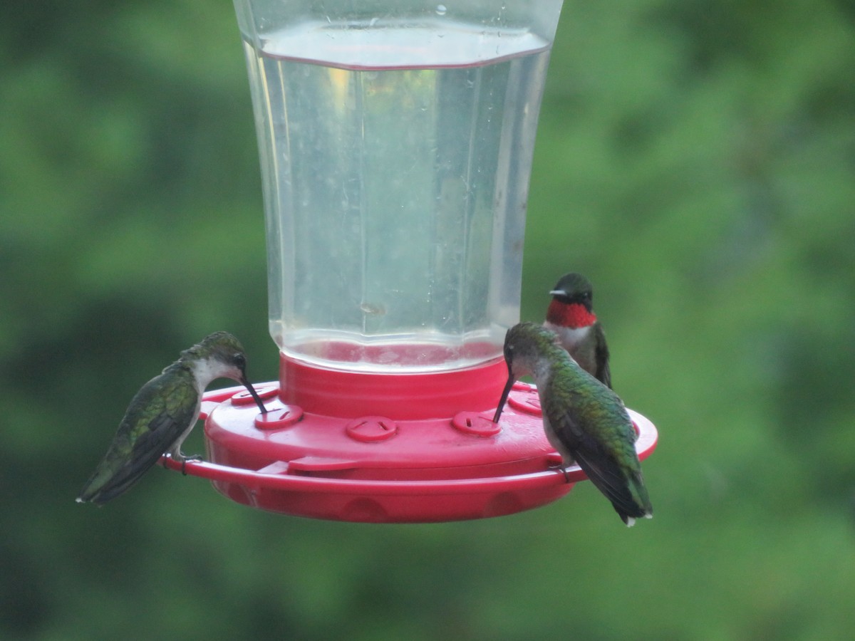 Ruby-throated Hummingbird - ML620925041