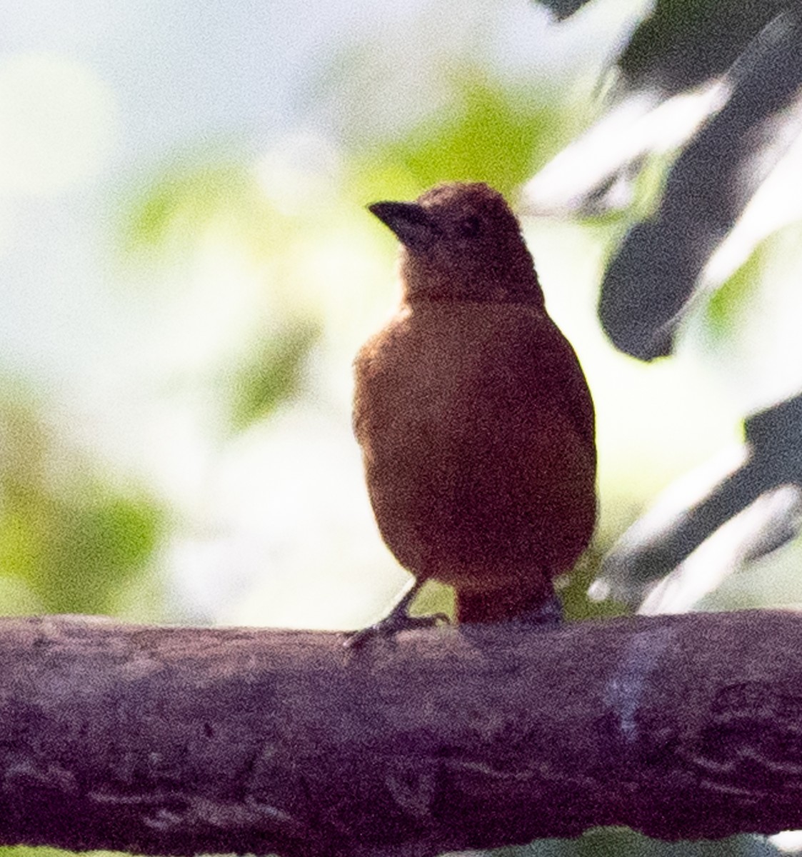 White-lined Tanager - ML620925048