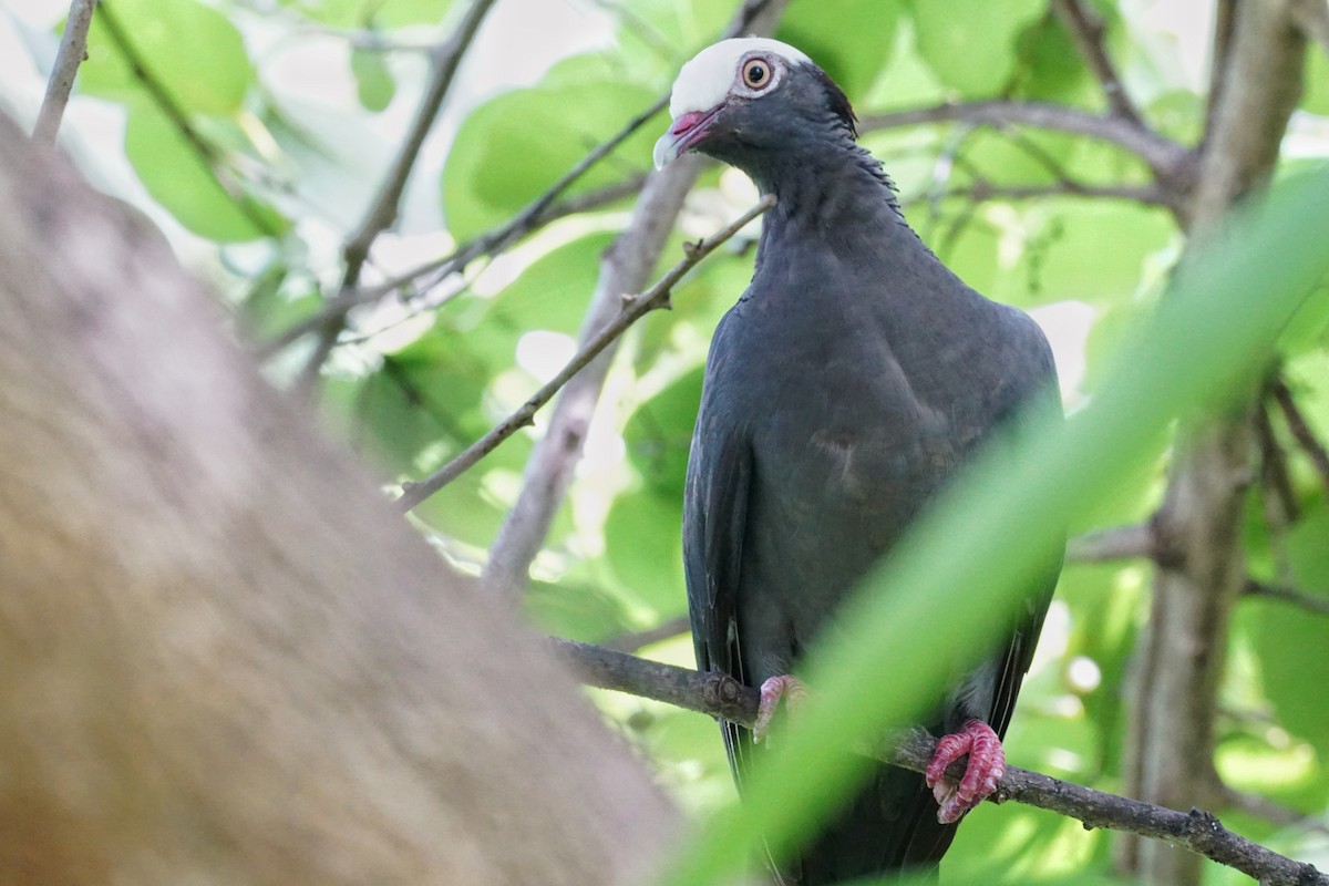 White-crowned Pigeon - ML620925075