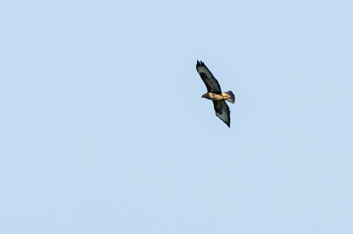 Common Buzzard - ML620925107