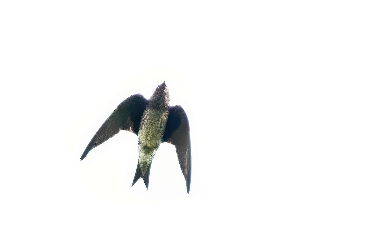 Purple Martin - ML620925117