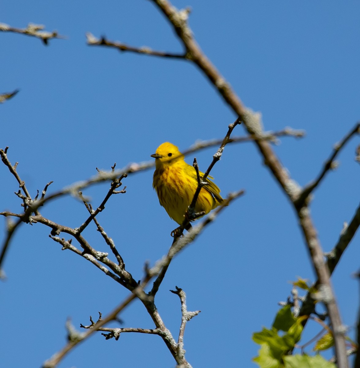 Yellow Warbler - ML620925146