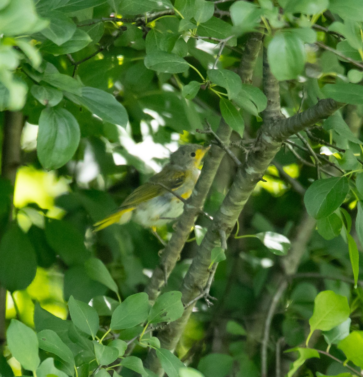 Yellow Warbler - ML620925147