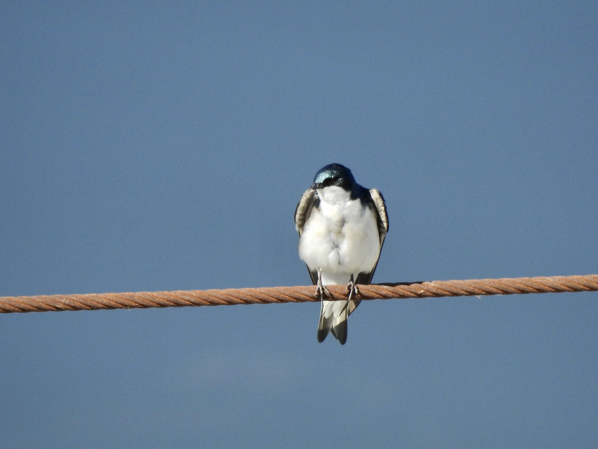 Tree Swallow - Michael Young
