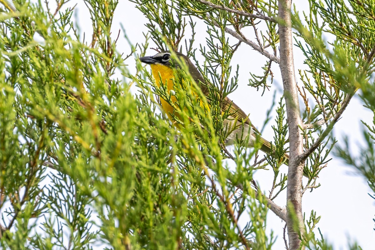 Yellow-breasted Chat - ML620925154