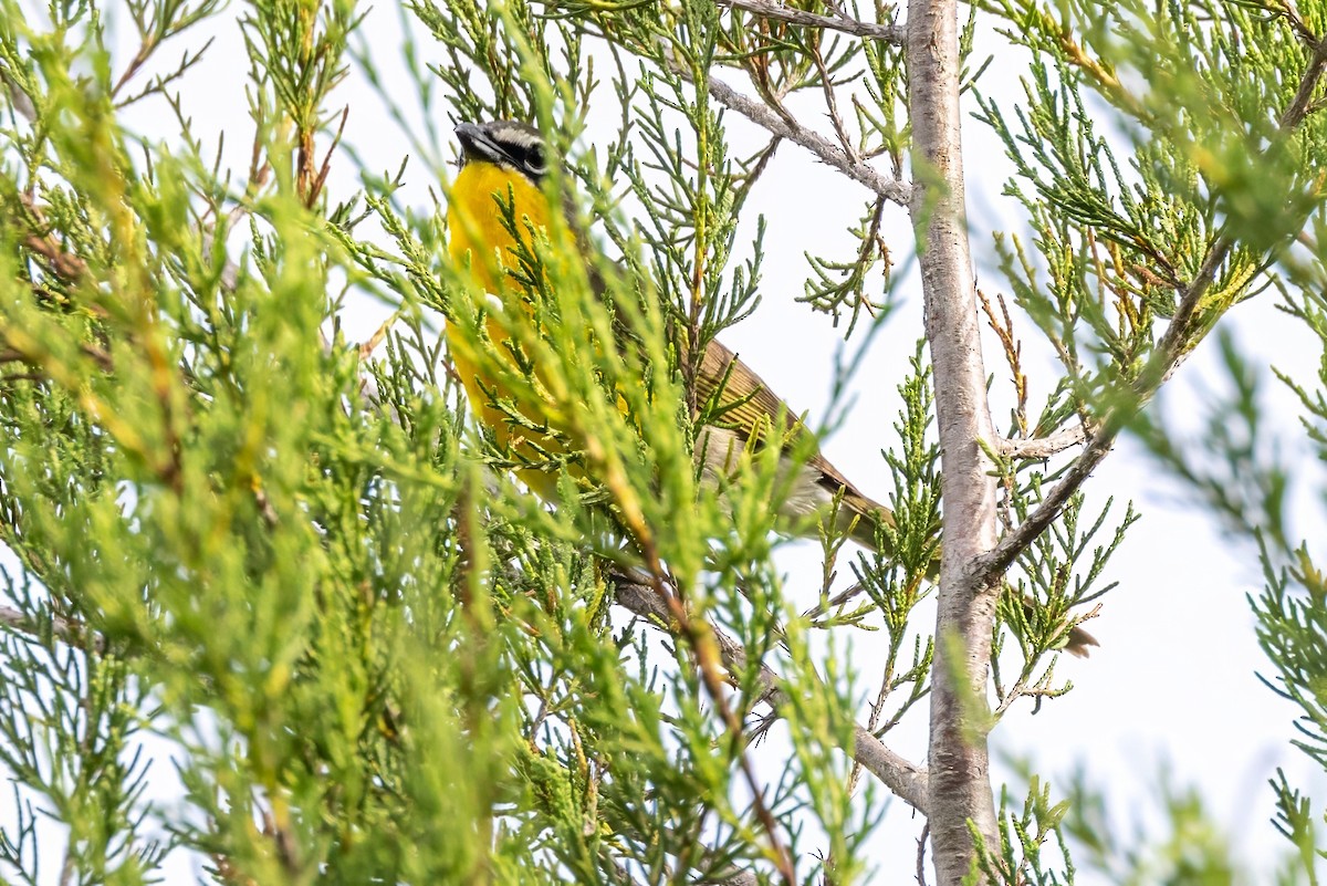 Yellow-breasted Chat - ML620925155