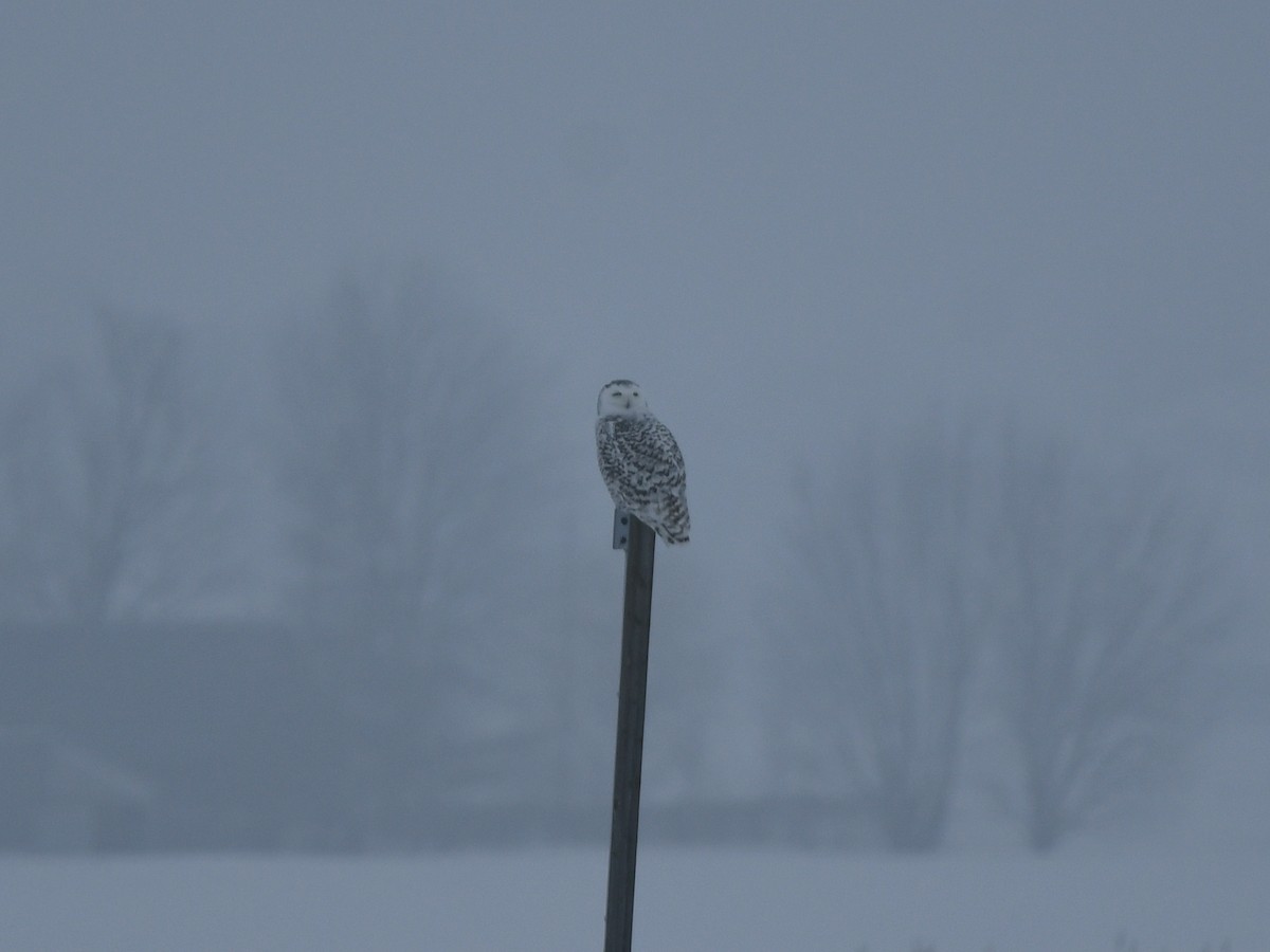 Snowy Owl - ML620925195