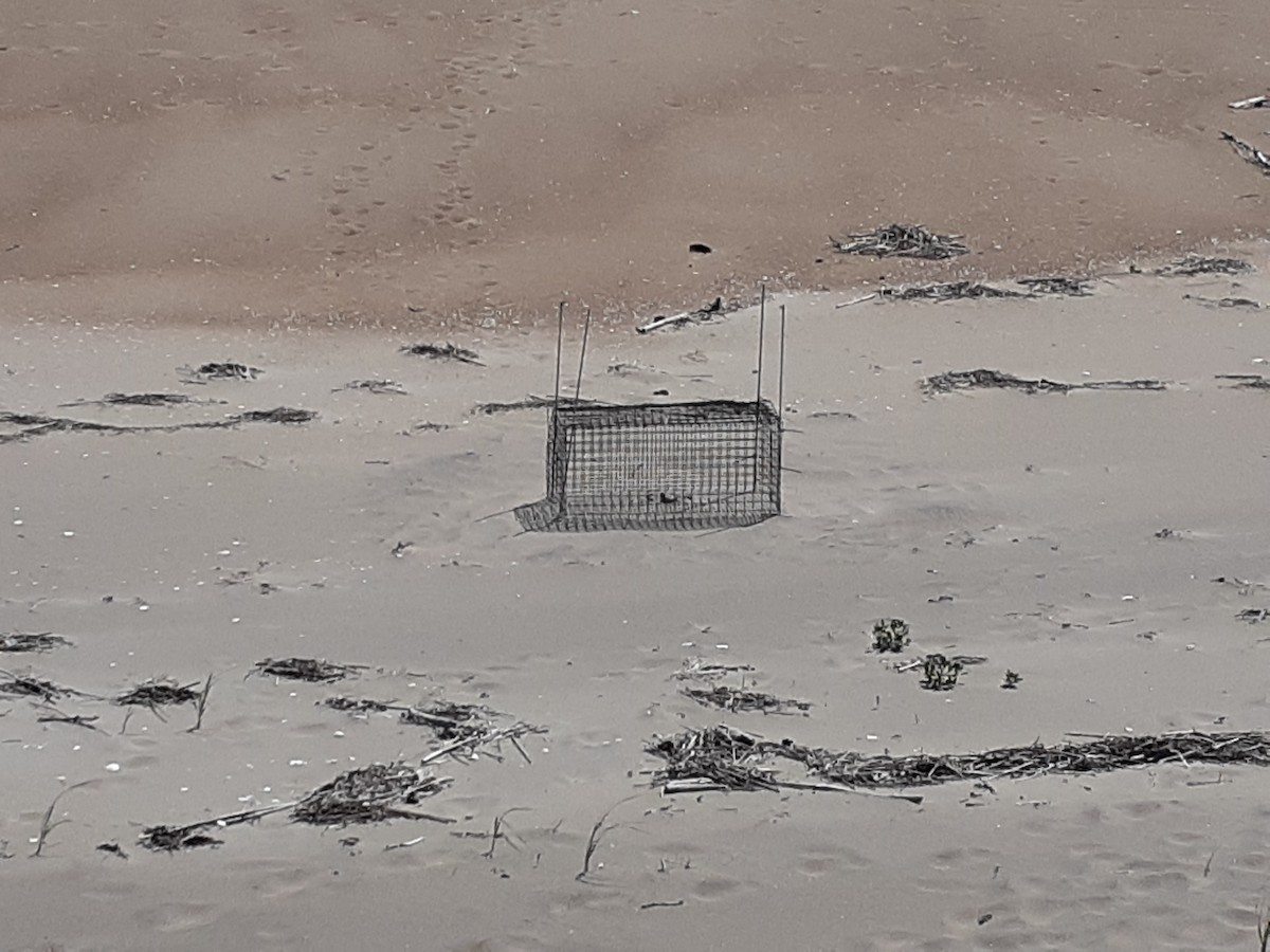 Piping Plover - ML620925197