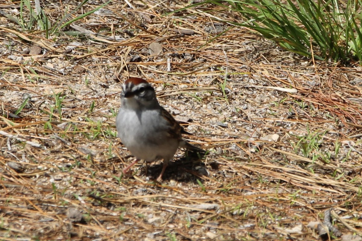 Chipping Sparrow - ML620925288