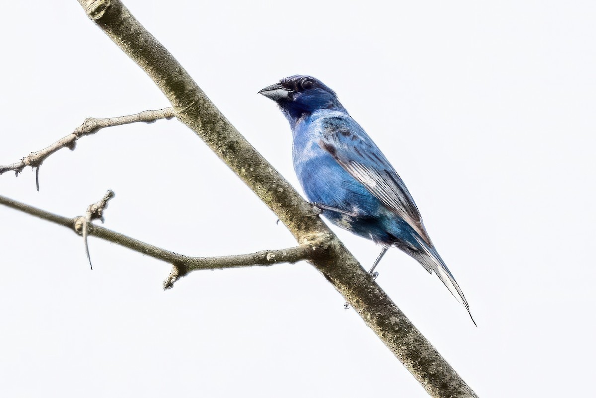 Indigo Bunting - ML620925322