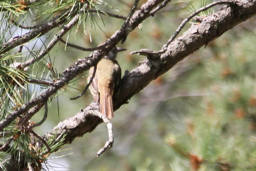 Great Crested Flycatcher - ML620925410