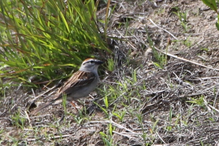 Chipping Sparrow - ML620925427