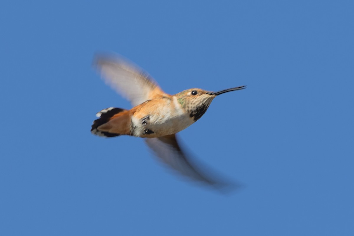 Allen's Hummingbird - ML620925433
