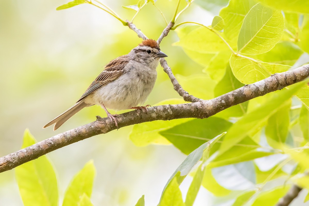 Chipping Sparrow - ML620925499