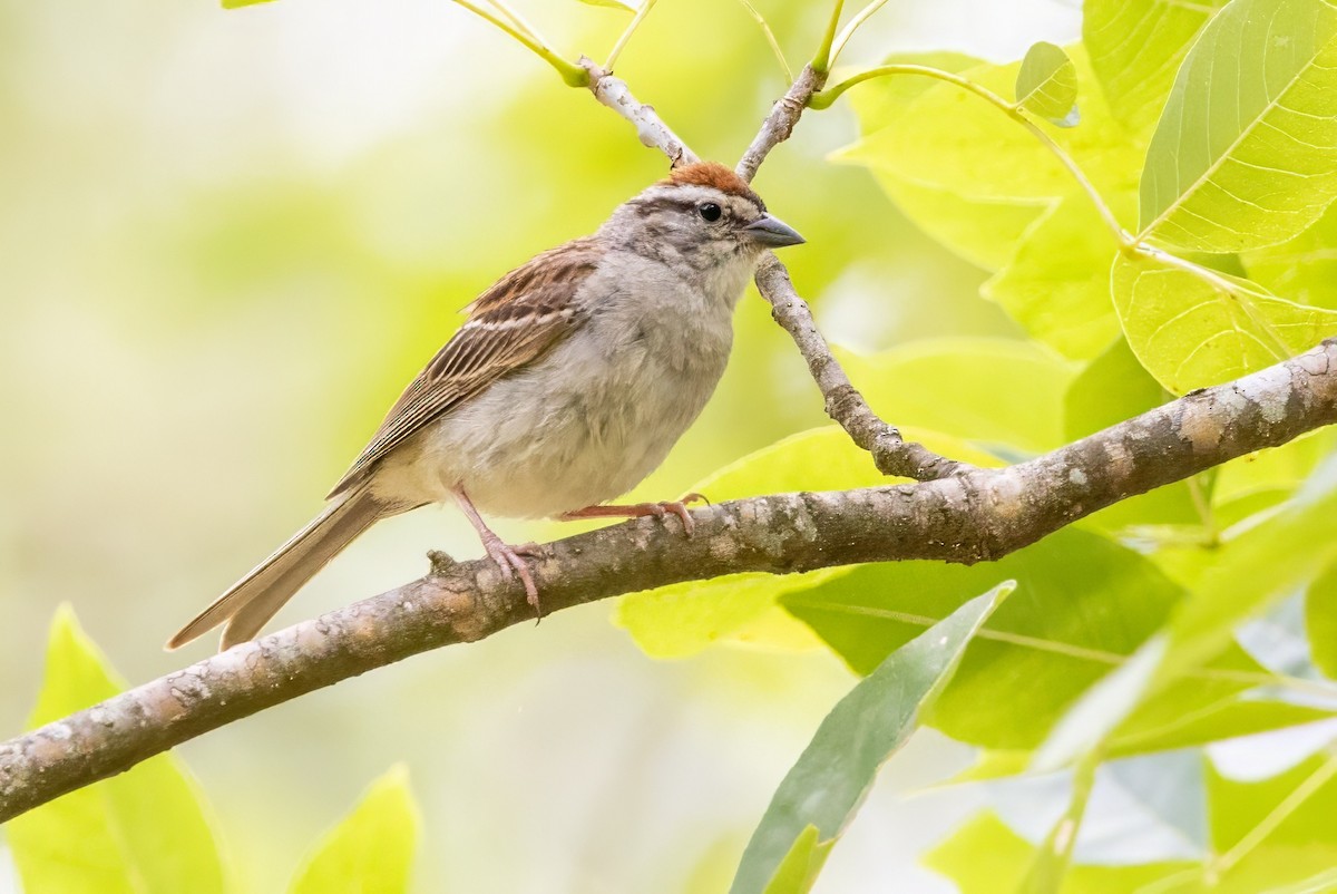 Chipping Sparrow - ML620925500