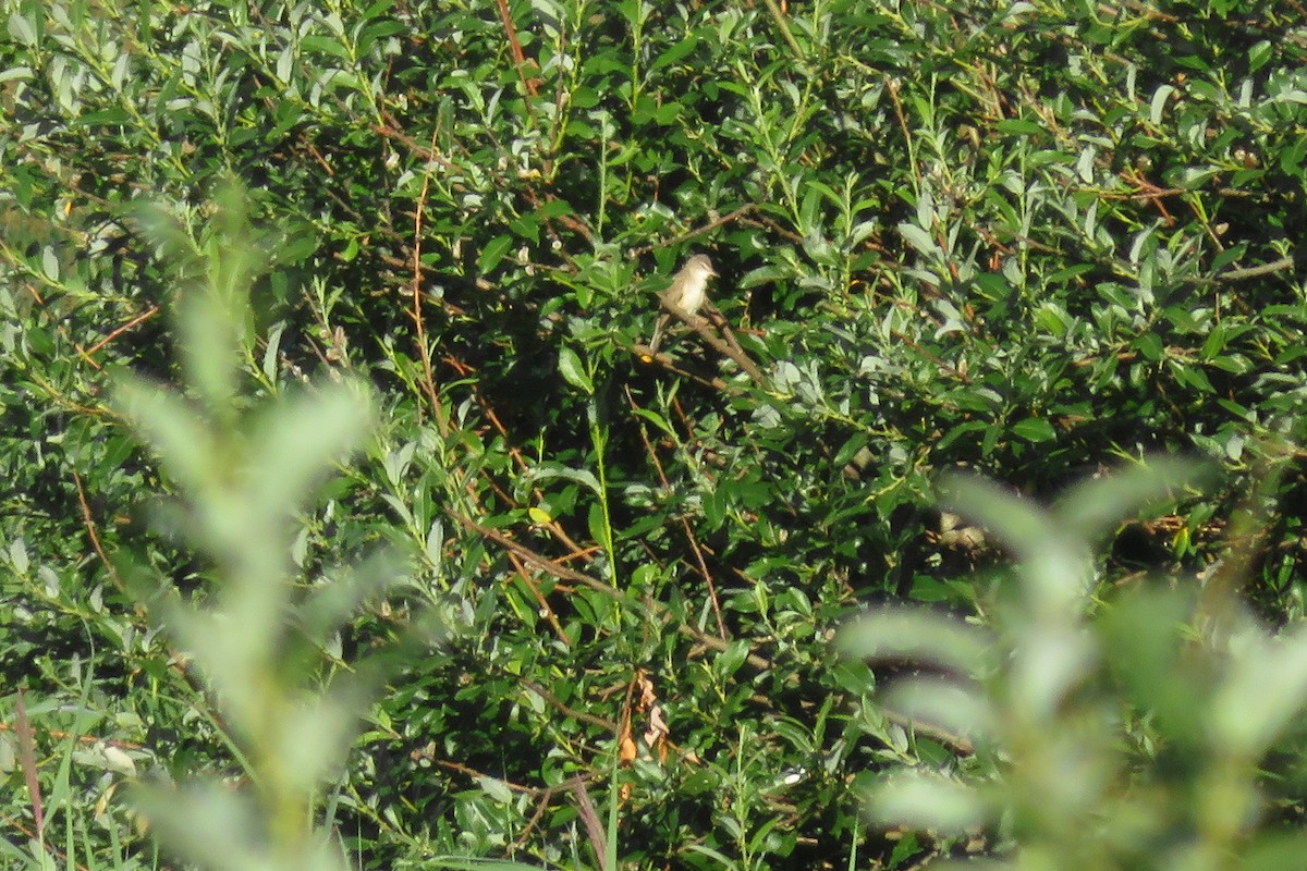 Great Reed Warbler - ML620925503
