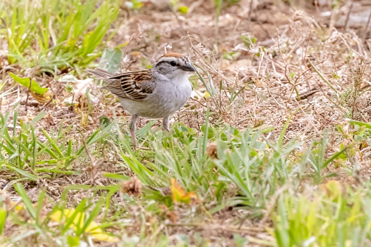 Chipping Sparrow - ML620925506
