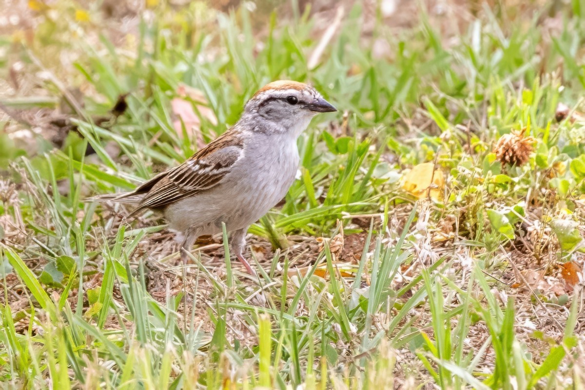 Chipping Sparrow - ML620925507