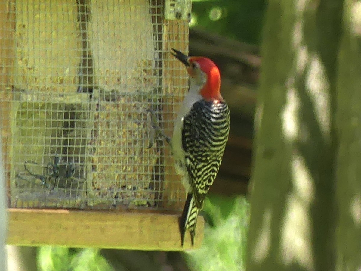 Red-bellied Woodpecker - ML620925524