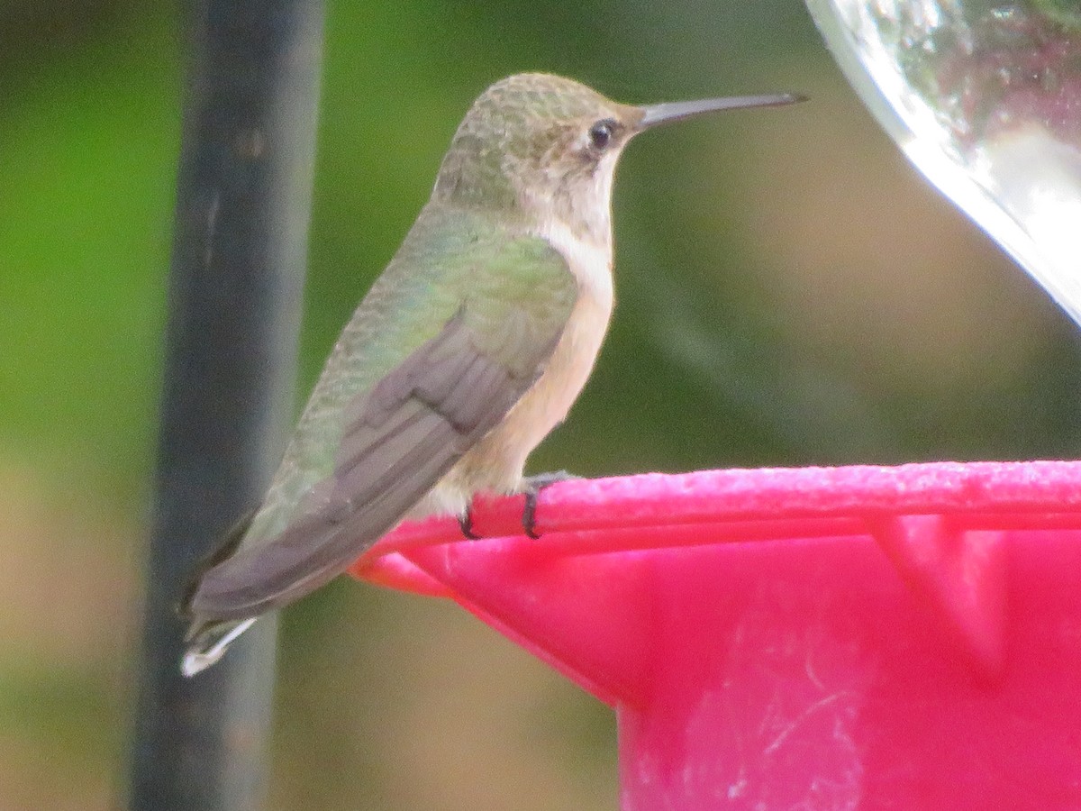 Black-chinned Hummingbird - ML620925547