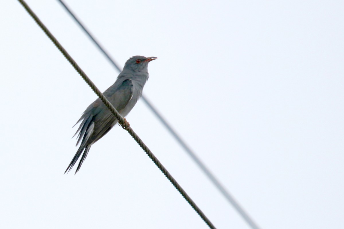 Gray-bellied Cuckoo - ML620925564