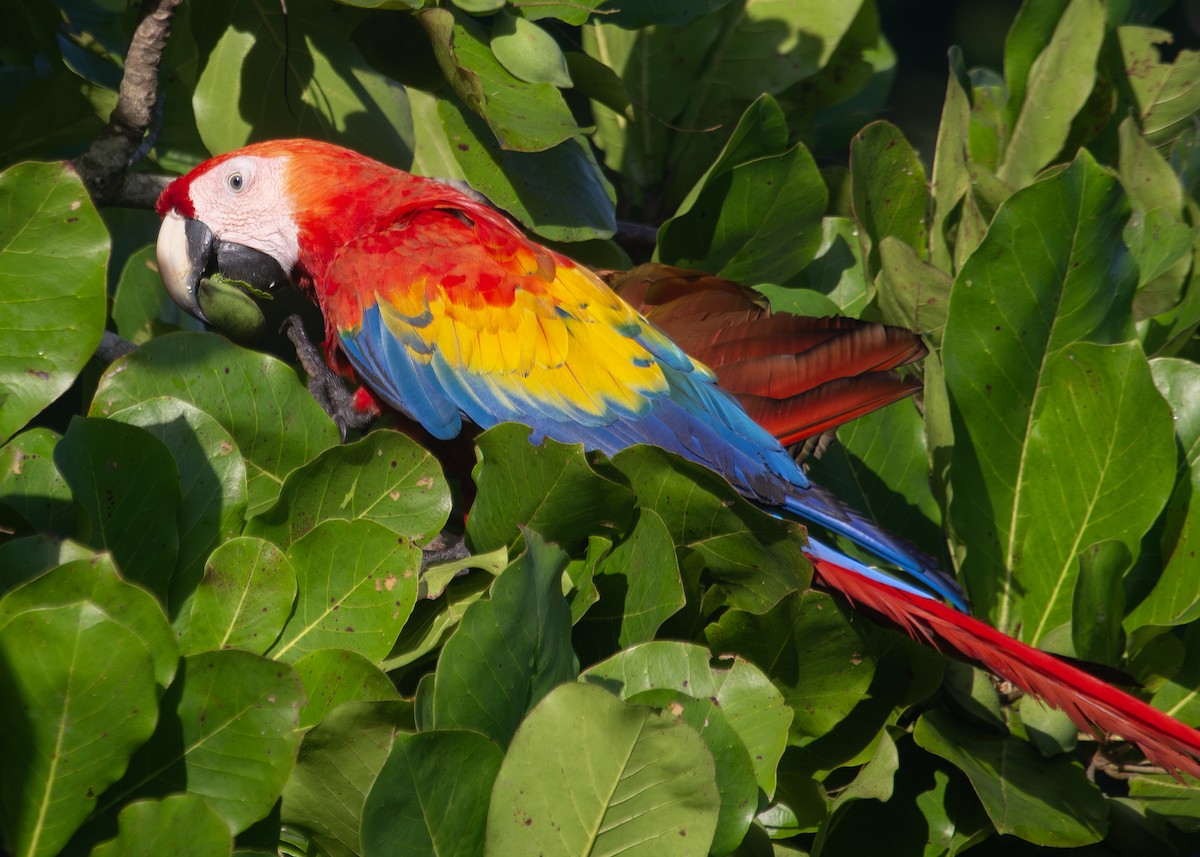 Scarlet Macaw - ML620925588