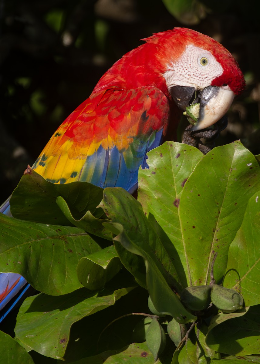 Scarlet Macaw - Nathaniel Dargue