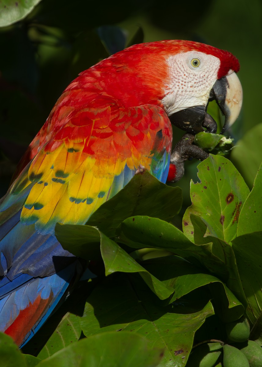 Scarlet Macaw - ML620925590