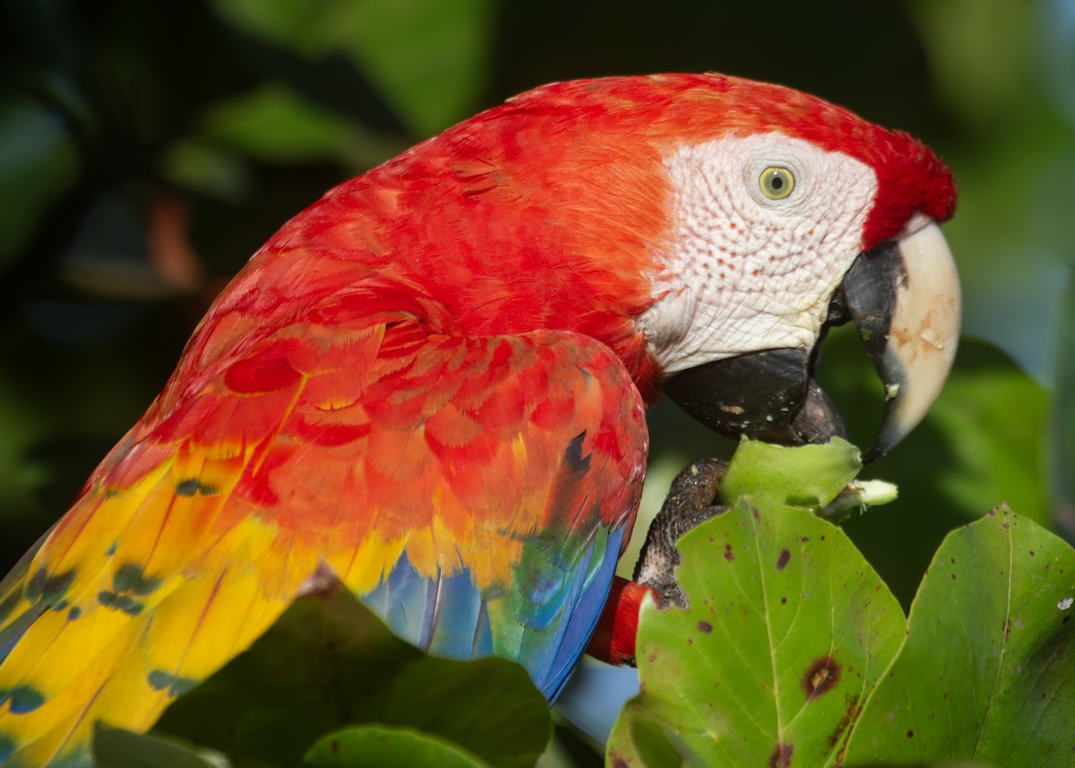 Scarlet Macaw - ML620925591