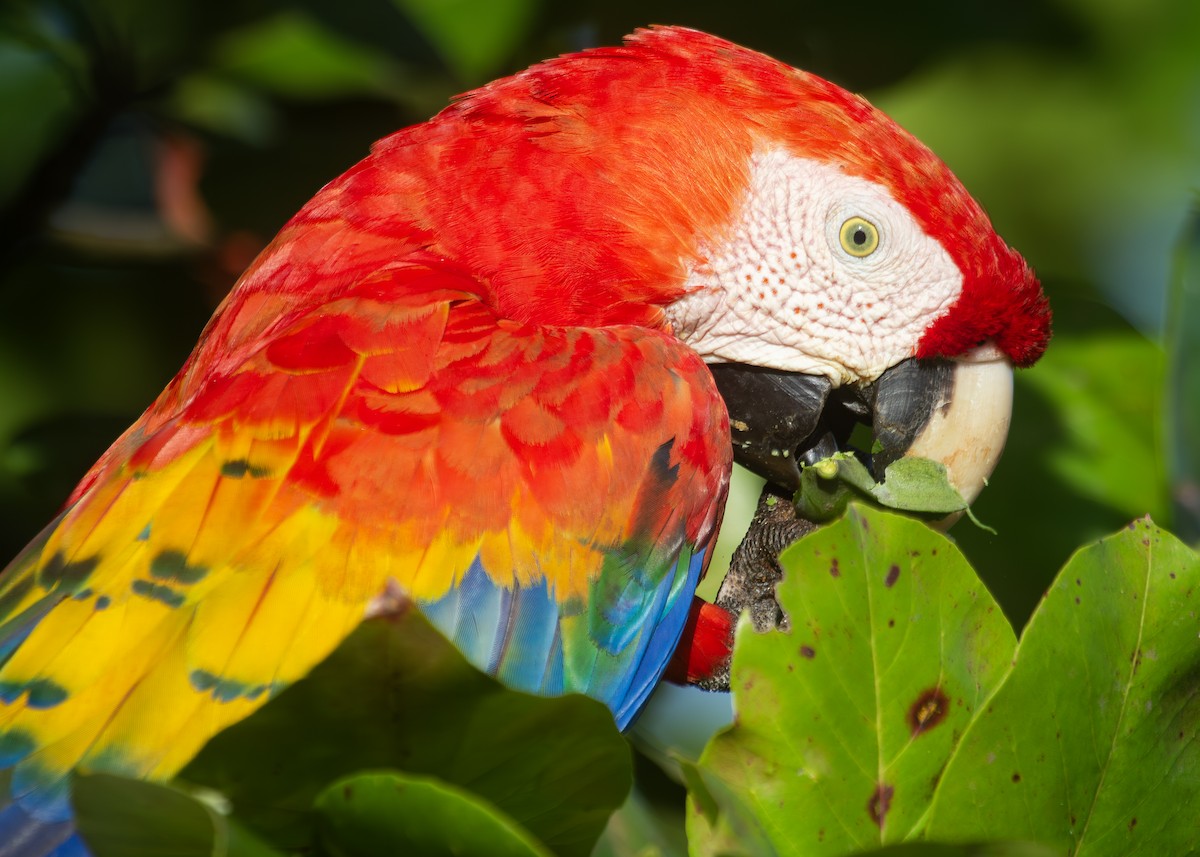 Scarlet Macaw - ML620925592