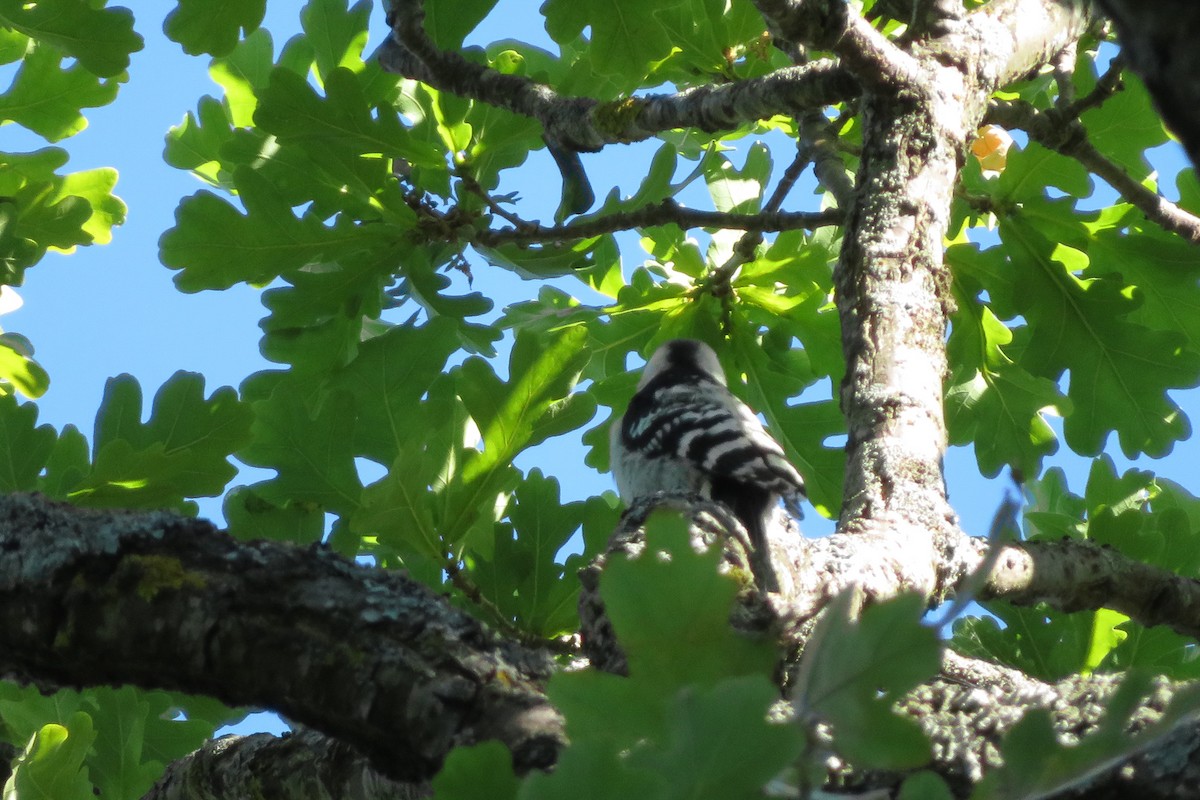 Lesser Spotted Woodpecker - ML620925618