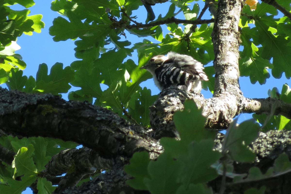 Lesser Spotted Woodpecker - ML620925620