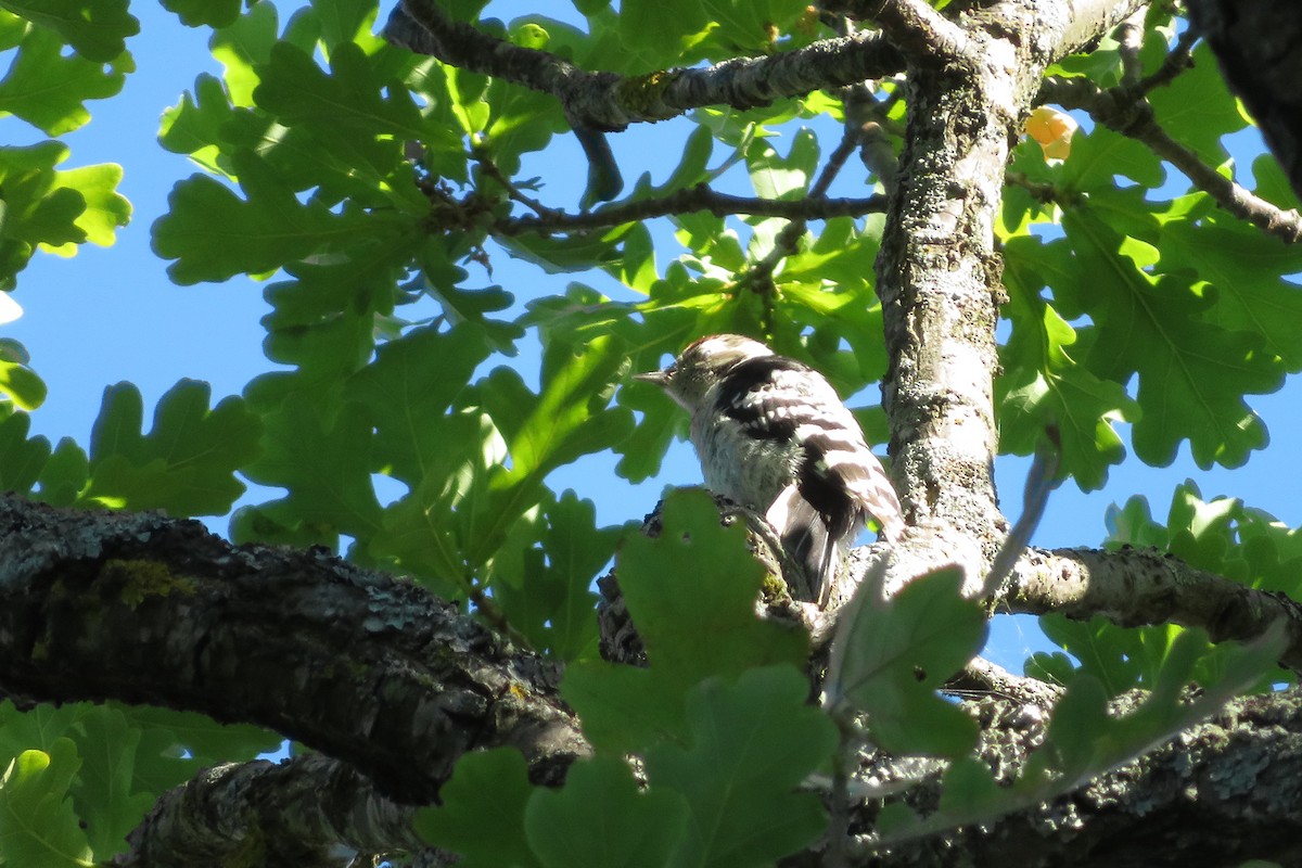 Lesser Spotted Woodpecker - Antonina V