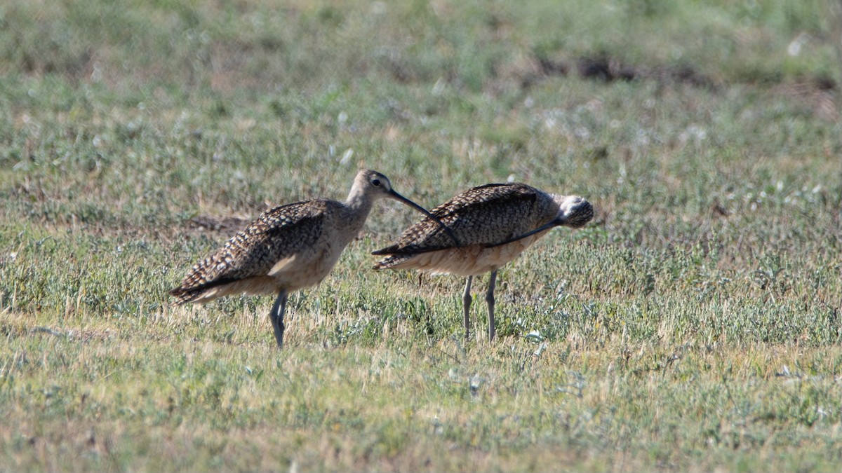 Long-billed Curlew - ML620925647