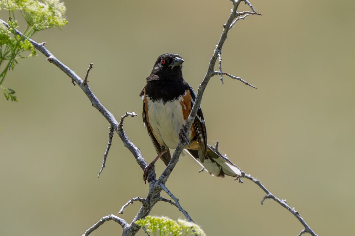 Spotted Towhee - ML620925668