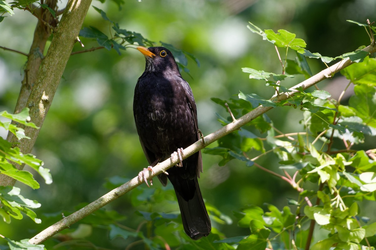 Eurasian Blackbird - ML620925693