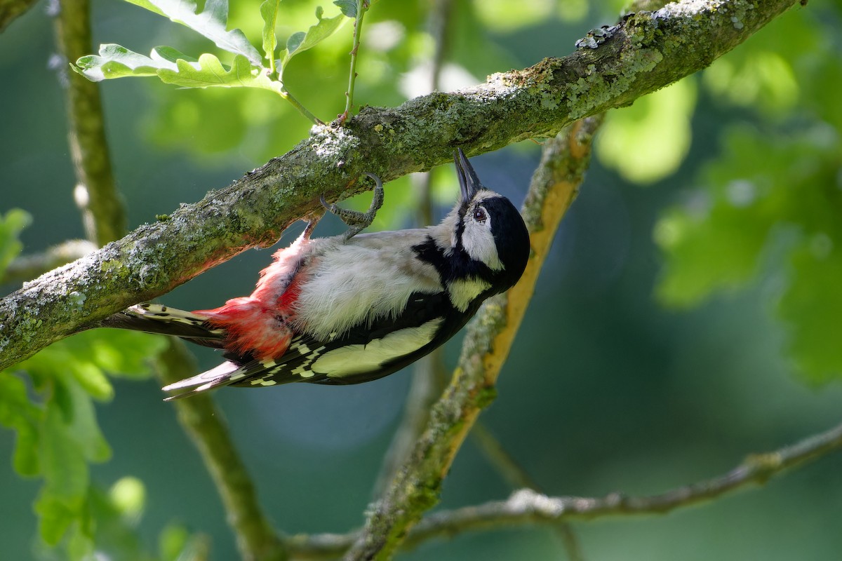 Great Spotted Woodpecker - ML620925709