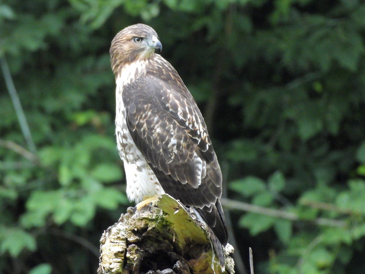 Red-tailed Hawk - ML620925731