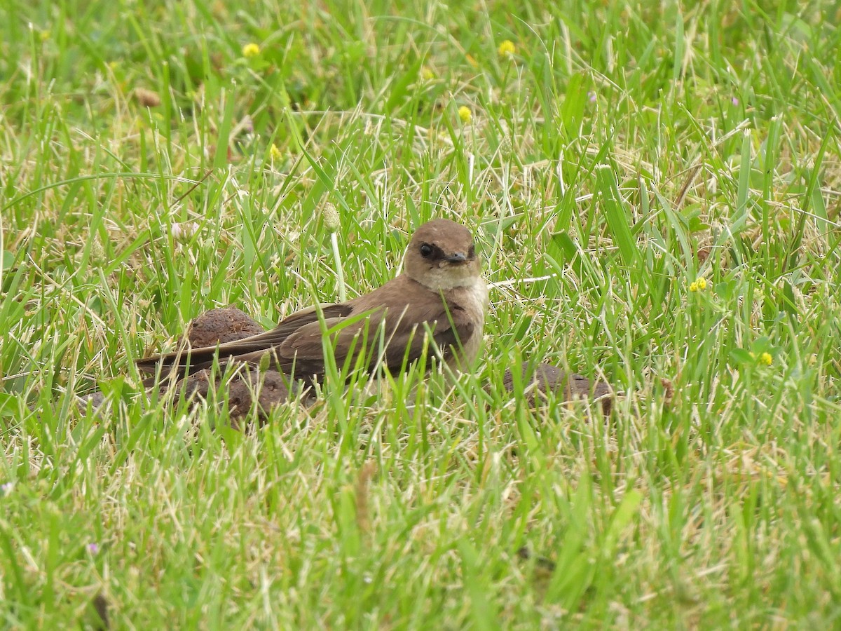 Northern Rough-winged Swallow - ML620925772