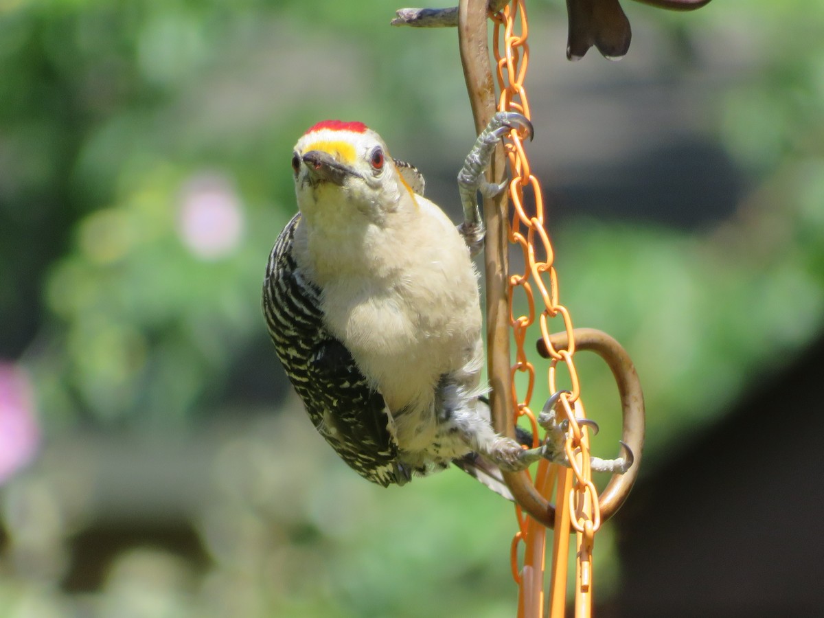 Golden-fronted Woodpecker - Paul Sellin