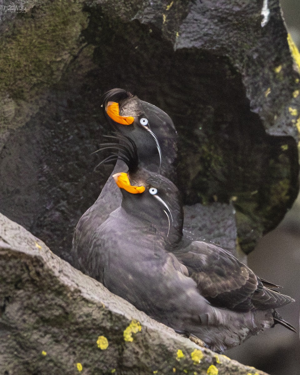 Crested Auklet - ML620925799