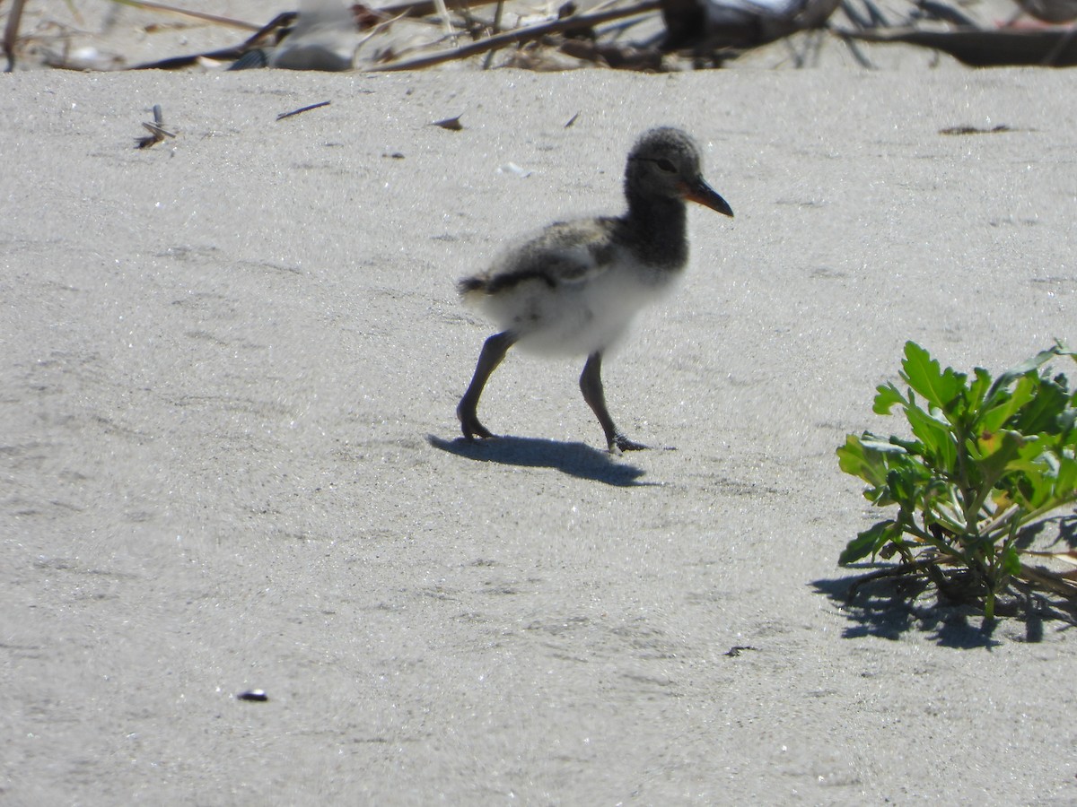 American Oystercatcher - ML620925804