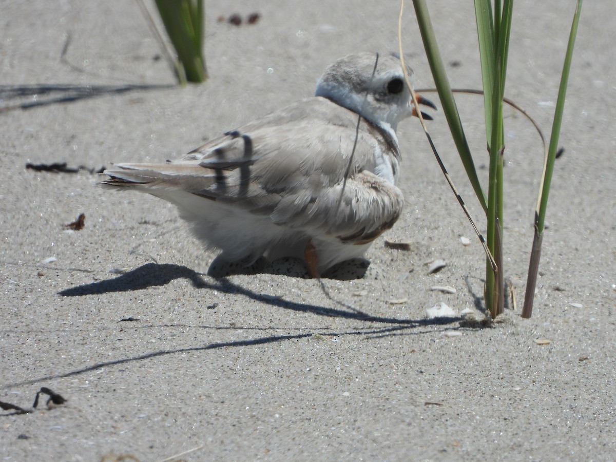 Piping Plover - ML620925811
