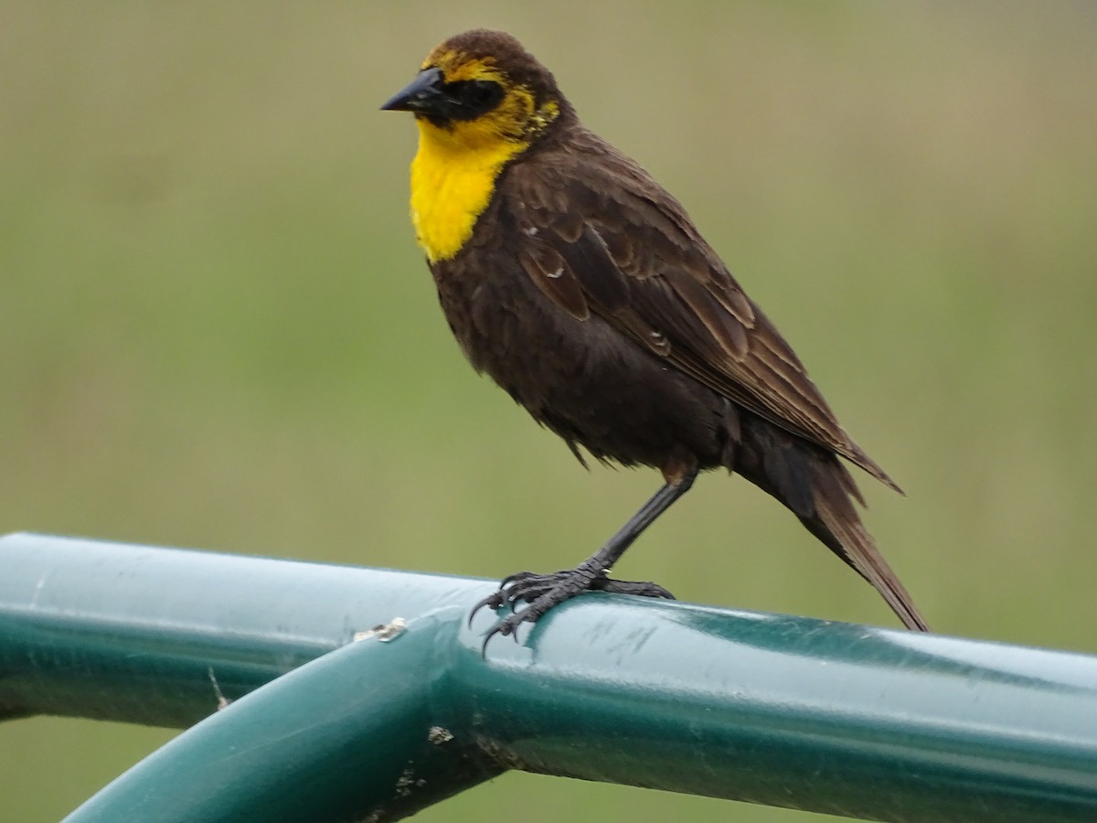 Yellow-headed Blackbird - ML620925812