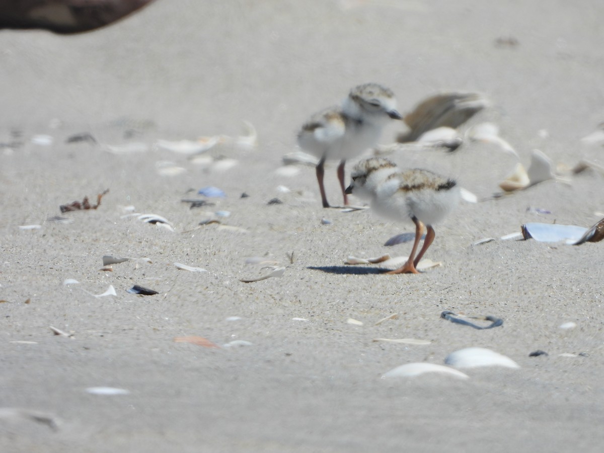 Piping Plover - ML620925816