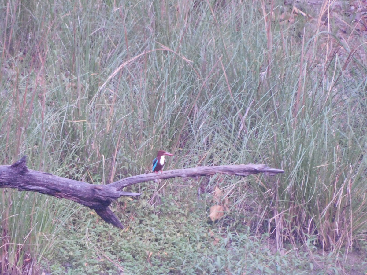 White-throated Kingfisher - Harshit Malpani