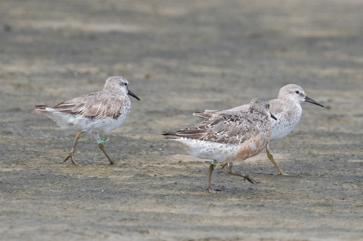 Red Knot - ML620925827