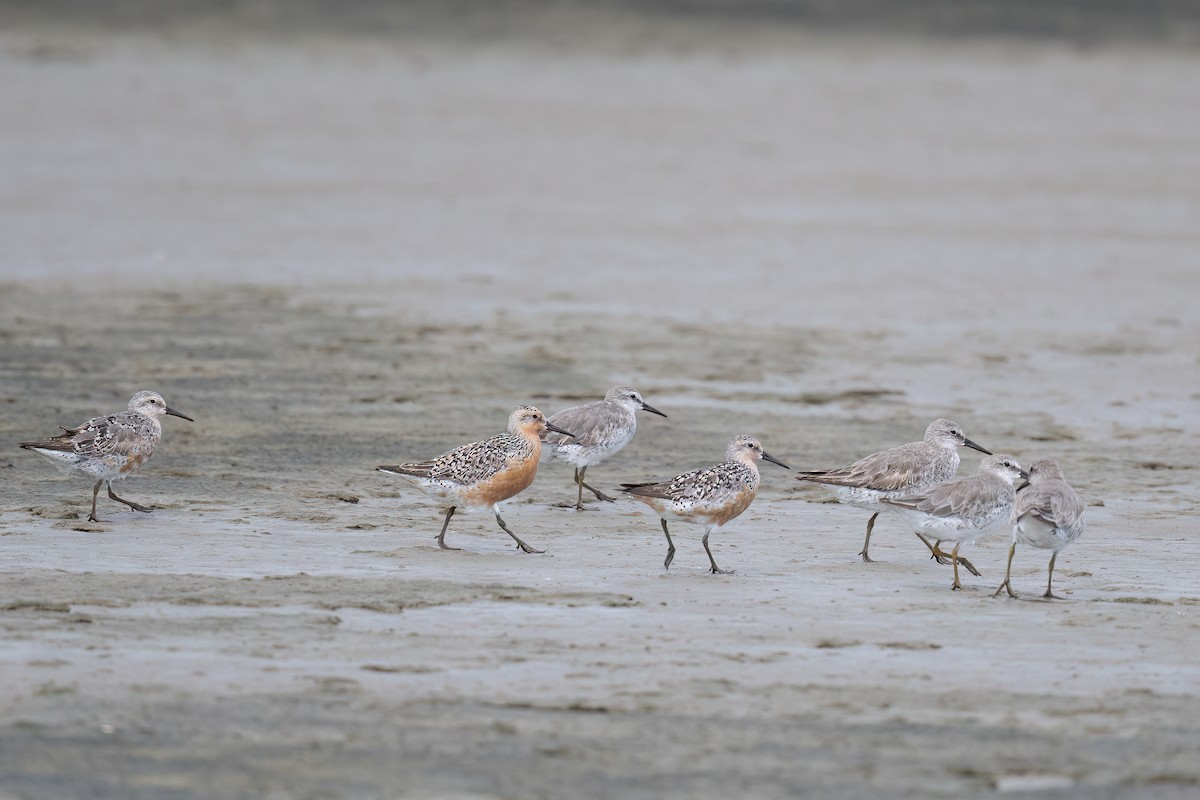 Red Knot - ML620925829
