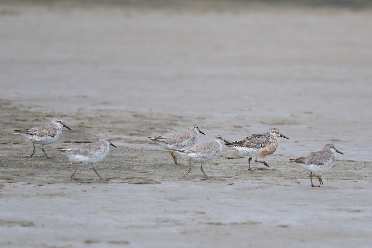 Red Knot - ML620925832